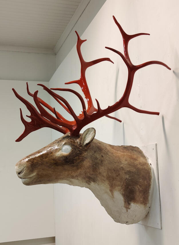 Taistelija Kipsi, harjateräs, poron sarvet. 2024